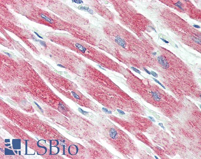 BECN1 / Beclin-1 Antibody - Anti-BECN1 / Beclin-1 antibody IHC of human heart. Immunohistochemistry of formalin-fixed, paraffin-embedded tissue after heat-induced antigen retrieval. Antibody concentration 5 ug/ml.
