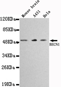 BECN1 / Beclin-1 Antibody - Western blot detection of BECN1 in Mouse brain,A431&Hela cell lysates using BECN1 antibody (1:1000 diluted).