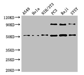 BECN1 / Beclin-1 Antibody - Positive WB detected in:A549 whole cell lysate,Hela whole cell lysate,NIH/3T3 whole cell lysate,PC3 whole cell lysate,Raji whole cell lysate,SH-SY5Y whole cell lysate;All lanes:BECN1 antibody at 4?g/ml;Secondary;Goat polyclonal to rabbit IgG at 1/50000 dilution;Predicted band size: 52 KDa;Observed band size: 52,90 KDa;