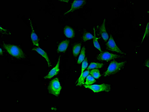 BECN1 / Beclin-1 Antibody - Immunofluorescent analysis of Hela cells using BECN1 Antibody at a dilution of 1:100 and Alexa Fluor 488-congugated AffiniPure Goat Anti-Rabbit IgG(H+L)