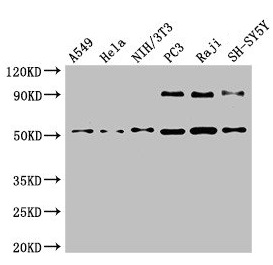 BECN1 / Beclin-1 Antibody - Western Blot Positive WB detected in: A549 whole cell lysate, Hela whole cell lysate, NIH/3T3 whole cell lysate, PC-3 whole cell lysate, Raji whole cell lysate, SH-SY5Y whole cell lysate All lanes: BECN1 antibody at 4µg/ml Secondary Goat polyclonal to rabbit IgG at 1/50000 dilution Predicted band size: 52 kDa Observed band size: 52 kDa