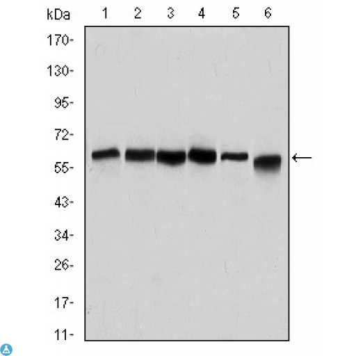 BECN1 / Beclin-1 Antibody - ELISA analysis of Beclin-1 antibody.