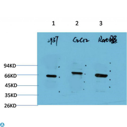 BECN1 / Beclin-1 Antibody - Western Blot (WB) analysis of 1) 293T Cell Lysate, 2) C2C12 Cell Lysate, 3) Rat Brain Tissue Lysate using Beclin-1 Mouse Monoclonal Antibody diluted at 1:2000.