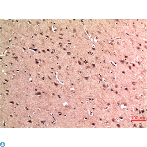 BECN1 / Beclin-1 Antibody - Immunohistochemistry (IHC) analysis of paraffin-embedded Human Brain Tissue using Beclin-1 Mouse Monoclonal Antibody diluted at 1:200.