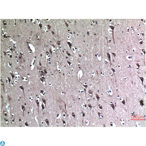 BECN1 / Beclin-1 Antibody - Immunohistochemistry (IHC) analysis of paraffin-embedded Human Brain Tissue using Beclin-1 Mouse Monoclonal Antibody diluted at 1:200.