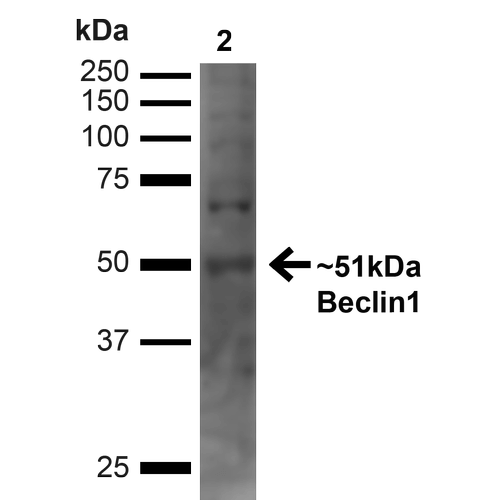 BECN1 / Beclin-1 Antibody - Western blot analysis of Human Embryonic kidney epithelial cell line (HEK293T) lysate showing detection of ~51kDa Beclin 1 protein using Rabbit Anti-Beclin 1 Polyclonal Antibody. Lane 1: MW Ladder. Lane 2: Human 293T (20 µg). Load: 20 µg. Block: 5% milk + TBST for 1 hour at RT. Primary Antibody: Rabbit Anti-Beclin 1 Polyclonal Antibody  at 1:1000 for 1 hour at RT. Secondary Antibody: Goat Anti-Rabbit: HRP at 1:2000 for 1 hour at RT. Color Development: TMB solution for 12 min at RT. Predicted/Observed Size: ~51kDa.