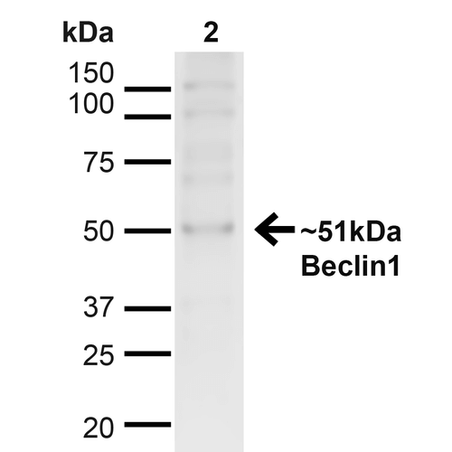 BECN1 / Beclin-1 Antibody - Western blot analysis of Human Cervical cancer cell line (HeLa) lysate showing detection of ~51kDa Beclin 1 protein using Rabbit Anti-Beclin 1 Polyclonal Antibody. Lane 1: MW Ladder. Lane 2: Human HeLa (20 µg). Load: 20 µg. Block: 5% milk + TBST for 1 hour at RT. Primary Antibody: Rabbit Anti-Beclin 1 Polyclonal Antibody  at 1:1000 for 1 hour at RT. Secondary Antibody: Goat Anti-Rabbit: HRP at 1:2000 for 1 hour at RT. Color Development: TMB solution for 12 min at RT. Predicted/Observed Size: ~51kDa.