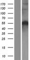 BECN1 / Beclin-1 Protein - Western validation with an anti-DDK antibody * L: Control HEK293 lysate R: Over-expression lysate