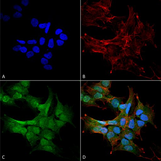 BECN2 Antibody - Immunocytochemistry/Immunofluorescence analysis using Rabbit Anti-Beclin 2 Polyclonal Antibody. Tissue: Neuroblastoma cell line (SK-N-BE). Species: Human. Fixation: 4% Formaldehyde for 15 min at RT. Primary Antibody: Rabbit Anti-Beclin 2 Polyclonal Antibody  at 1:100 for 60 min at RT. Secondary Antibody: Goat Anti-Rabbit ATTO 488 at 1:200 for 60 min at RT. Counterstain: Phalloidin Texas Red F-Actin stain; DAPI (blue) nuclear stain at 1:1000, 1:5000 for 60 min at RT, 5 min at RT. Localization: Cytoplasm. Magnification: 60X. (A) DAPI (blue) nuclear stain (B) Phalloidin Texas Red F-Actin stain (C) Beclin 2 Antibody (D) Composite.