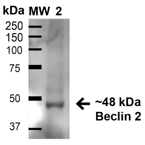 BECN2 Antibody - Western blot analysis of Rat Liver cell lysates showing detection of 48.1 kDa Beclin 2 protein using Rabbit Anti-Beclin 2 Polyclonal Antibody. Lane 1: Molecular Weight Ladder (MW). Lane 2: Rat Liver cell lysates. Load: 15 µg. Block: 5% Skim Milk in 1X TBST. Primary Antibody: Rabbit Anti-Beclin 2 Polyclonal Antibody  at 1:1000 for 1 hour at RT. Secondary Antibody: Goat Anti-Rabbit HRP at 1:2000 for 60 min at RT. Color Development: ECL solution for 6 min in RT. Predicted/Observed Size: 48.1 kDa.