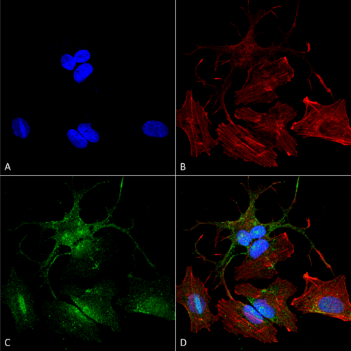 BECN2 Antibody - Immunocytochemistry/Immunofluorescence analysis using Rabbit Anti-Beclin 2 Polyclonal Antibody. Tissue: Neuroblastoma cell line (SK-N-BE). Species: Human. Fixation: 4% Formaldehyde for 15 min at RT. Primary Antibody: Rabbit Anti-Beclin 2 Polyclonal Antibody  at 1:100 for 60 min at RT. Secondary Antibody: Goat Anti-Rabbit ATTO 488 at 1:200 for 60 min at RT. Counterstain: Phalloidin Texas Red F-Actin stain; DAPI (blue) nuclear stain at 1:1000, 1:5000 for 60 min at RT, 5 min at RT. Localization: Cytoplasm. Magnification: 60X. (A) DAPI (blue) nuclear stain (B) Phalloidin Texas Red F-Actin stain (C) Beclin 2 Antibody (D) Composite.