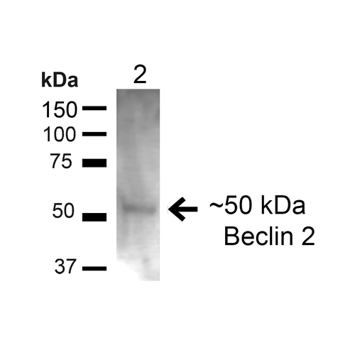 BECN2 Antibody - Western blot analysis of Rat Liver showing detection of ~48kDa Beclin-2 protein using Rabbit Anti-Beclin-2 Polyclonal Antibody. Lane 1: MW Ladder. Lane 2: Rat Liver (20 µg). Load: 20 µg. Block: 5% Skim Milk for 1 hour at RT. Primary Antibody: Rabbit Anti-Beclin-2 Polyclonal Antibody  at 1:200 for 1 hour at RT. Secondary Antibody: Goat Anti-Rabbit IgG: HRP at 1:2000 for 1 hour at RT. Color Development: ECL solution for 6 min at RT. Predicted/Observed Size: ~48kDa.