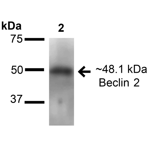 BECN2 Antibody - Western blot analysis of Human Embryonic kidney epithelial cell line (HEK293T) lysate showing detection of ~48.1 kDa Beclin2 protein using Rabbit Anti-Beclin2 Polyclonal Antibody. Lane 1: Molecular Weight Ladder (MW). Lane 2: Human Embryonic kidney epithelial cell line (HEK293T) lysate. Load: 15 µg. Block: 5% Skim Milk in 1X TBST. Primary Antibody: Rabbit Anti-Beclin2 Polyclonal Antibody  at 1:1000 for 16 hours at 4°C. Secondary Antibody: Goat Anti-Rabbit IgG: HRP at 1:2000 for 60 min at RT. Color Development: ECL solution for 5 min at RT. Predicted/Observed Size: ~48.1 kDa.