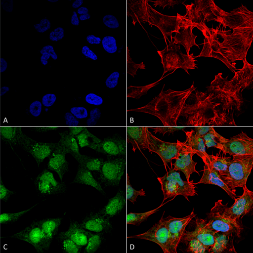 BECN2 Antibody - Immunocytochemistry/Immunofluorescence analysis using Rabbit Anti-Beclin 2 Polyclonal Antibody. Tissue: Neuroblastoma cell line (SK-N-BE). Species: Human. Fixation: 4% Formaldehyde for 15 min at RT. Primary Antibody: Rabbit Anti-Beclin 2 Polyclonal Antibody  at 1:100 for 60 min at RT. Secondary Antibody: Goat Anti-Rabbit ATTO 488 at 1:200 for 60 min at RT. Counterstain: Phalloidin Texas Red F-Actin stain; DAPI (blue) nuclear stain at 1:1000, 1:5000 for 60 min at RT, 5 min at RT. Localization: Cytoplasm, Nucleus. Magnification: 60X. (A) DAPI (blue) nuclear stain (B) Phalloidin Texas Red F-Actin stain (C) Beclin 2 Antibody (D) Composite.