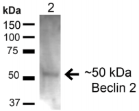 BECN2 Antibody - Detection of Beclin 2 in 20ug rat liver lysate.