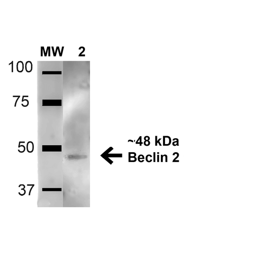 BECN2 Antibody - Western blot analysis of Mouse Brain cell lysates showing detection of 48.1 kDa Beclin 2 protein using Rabbit Anti-Beclin 2 Polyclonal Antibody. Lane 1: Molecular Weight Ladder (MW). Lane 2: Mouse Brain cell lysates. Load: 15 µg. Block: 5% Skim Milk in 1X TBST. Primary Antibody: Rabbit Anti-Beclin 2 Polyclonal Antibody  at 1:1000 for 1 hour at RT. Secondary Antibody: Goat Anti-Rabbit HRP at 1:2000 for 60 min at RT. Color Development: ECL solution for 6 min in RT. Predicted/Observed Size: 48.1 kDa.