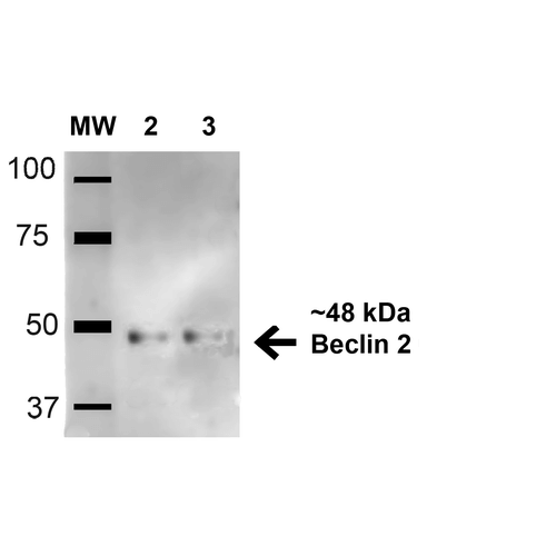 BECN2 Antibody - Western blot analysis of Human HeLa and HEK293Trap cell lysates showing detection of 48.1 kDa Beclin 2 protein using Rabbit Anti-Beclin 2 Polyclonal Antibody. Lane 1: Molecular Weight Ladder (MW). Lane 2: Human HeLa cell lysates. Lane 3: 293Trap cell lysates. Load: 15 µg. Block: 5% Skim Milk in 1X TBST. Primary Antibody: Rabbit Anti-Beclin 2 Polyclonal Antibody  at 1:1000 for 1 hour at RT. Secondary Antibody: Goat Anti-Rabbit HRP at 1:2000 for 60 min at RT. Color Development: ECL solution for 6 min in RT. Predicted/Observed Size: 48.1 kDa.