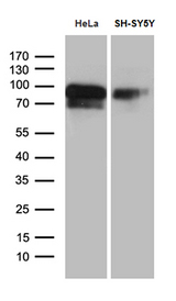 BEGAIN Antibody - Western blot analysis of extracts. (35ug) from 2 different cell lines by using anti-BEGAIN monoclonal antibody. (1:500)