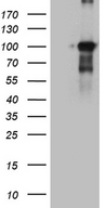 BEGAIN Antibody - HEK293T cells were transfected with the pCMV6-ENTRY control. (Left lane) or pCMV6-ENTRY BEGAIN. (Right lane) cDNA for 48 hrs and lysed