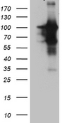 BEGAIN Antibody - HEK293T cells were transfected with the pCMV6-ENTRY control. (Left lane) or pCMV6-ENTRY BEGAIN. (Right lane) cDNA for 48 hrs and lysed. Equivalent amounts of cell lysates. (5 ug per lane) were separated by SDS-PAGE and immunoblotted with anti-BEGAIN. (1:2000)