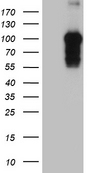 BEGAIN Antibody - HEK293T cells were transfected with the pCMV6-ENTRY control. (Left lane) or pCMV6-ENTRY BEGAIN. (Right lane) cDNA for 48 hrs and lysed. Equivalent amounts of cell lysates. (5 ug per lane) were separated by SDS-PAGE and immunoblotted with anti-BEGAIN. (1:2000)
