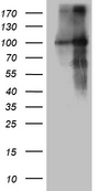 BEGAIN Antibody - HEK293T cells were transfected with the pCMV6-ENTRY control. (Left lane) or pCMV6-ENTRY BEGAIN. (Right lane) cDNA for 48 hrs and lysed