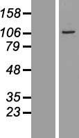 BEND2 Protein - Western validation with an anti-DDK antibody * L: Control HEK293 lysate R: Over-expression lysate