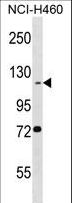 BEND3 Antibody - BEND3 Antibody western blot of NCI-H460 cell line lysates (35 ug/lane). The BEND3 antibody detected the BEND3 protein (arrow).