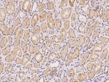 BEND4 Antibody - Immunochemical staining of human BEND4 in human kidney with rabbit polyclonal antibody at 1:100 dilution, formalin-fixed paraffin embedded sections.