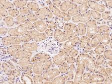 BEND7 Antibody - Immunochemical staining of human BEND7 in human kidney with rabbit polyclonal antibody at 1:100 dilution, formalin-fixed paraffin embedded sections.