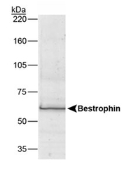 BEST1 / BEST / Bestrophin Antibody - Bestrophin Antibody (E6-6) - Western blot detection of Bestrophin (68 kDa) from human RPE cell lysate.
