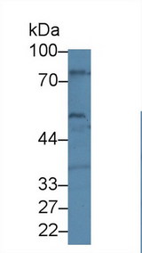 BEST1 / BEST / Bestrophin Antibody - Western Blot; Sample: Human U87-MG cell lysate; Primary Ab: 1µg/ml Rabbit Anti-Human BEST1 Antibody Second Ab: 0.2µg/mL HRP-Linked Caprine Anti-Rabbit IgG Polyclonal Antibody