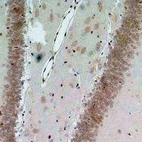 BEST2 / Bestrophin-2 Antibody - Immunohistochemical analysis of Bestrophin-2 staining in rat brain formalin fixed paraffin embedded tissue section. The section was pre-treated using heat mediated antigen retrieval with sodium citrate buffer (pH 6.0). The section was then incubated with the antibody at room temperature and detected using an HRP conjugated compact polymer system. DAB was used as the chromogen. The section was then counterstained with hematoxylin and mounted with DPX.