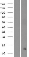 BET1L / GS15 Protein - Western validation with an anti-DDK antibody * L: Control HEK293 lysate R: Over-expression lysate