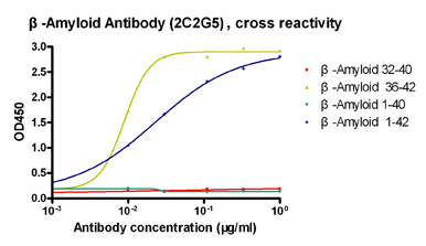Beta Amyloid 1-42 Antibody - Cross-reactivity of Human ß-Amyloid 1-42 Antibody (2C2G5), mAb, Mouse by Indirect ELISA. General conditions: 1. Microplate was incubated with human ß-Amyloid 32-40, human ß-Amyloid 36-42, human ß-Amyloid 1-40, or human ß-Amyloid 1-42 respectively, followed by 3 washing cycles. 2. Incubation with Human ß-Amyloid 1-42 Antibody (2C2G5), mAb, Mouse followed by 3 washing cycles. 3. Incubation with goat anti-mouse lgG conjugated to peroxidase, followed by 3 washing cycles. 4. Colorimetric determination of bound peroxidase activity.