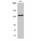 Beta Amyloid Antibody - Western blot of Phospho-Amyloid-beta (T743) antibody