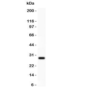 Beta Amyloid Antibody - Western blot testing of Amyloid beta antibody and recombinant human protein (0.5ng)