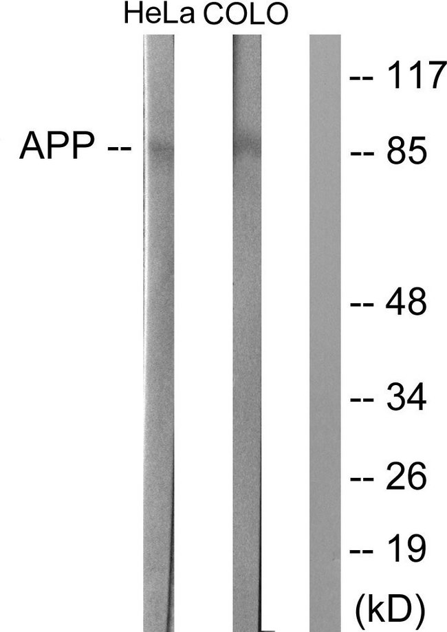 Beta Amyloid Antibody - Western blot analysis of lysates from HeLa and COLO205 cells, using Amyloid beta A4 Antibody. The lane on the right is blocked with the synthesized peptide.
