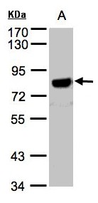 Beta Amyloid Antibody - Sample(30 g of whole cell lysate). A: Hep G2. 7.5% SDS PAGE. APP antibody diluted at 1:1500.