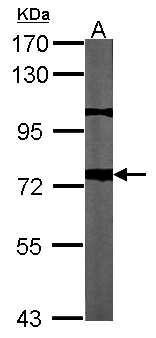 Beta Amyloid Antibody - Sample (30 ug of whole cell lysate). A: NIH-3T3 7.5% SDS PAGE. APP antibody diluted at 1:1000.