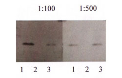 Beta Amyloid Antibody - Detection of Abeta 40 on 5 ng of peptide per lane. Lane 1: Abeta-40, lane 2: Abeta-42, lane 3: Abeta-40 and -42 mix.