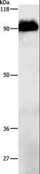 Beta Amyloid Antibody - Western blot analysis of Mouse brain tissue, using APP Polyclonal Antibody at dilution of 1:1000.