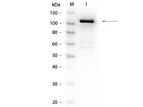 Beta Galactosidase Antibody - Western Blot of Rabbit anti-Beta Galactosidase (E. Coli) Antibody Biotin Conjugated. Lane 1: Beta Galactosidase. Load: 50 ng per lane. Primary antibody: Beta Galactosidase (E. Coli) Antibody Biotin Conjugated at 1:1,000 overnight at 4°C. Secondary antibody: HRP Streptavidin secondary antibody at 1:40,000 for 30 min at RT.