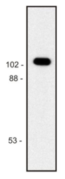 Beta Galactosidase Antibody - Western blot of purified E. coli  beta-galactosidase sample; reduced sample, immunostained by mAb BG-02 and goat anti-mouse IgG (H+L)-HRP conjugate.