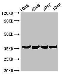 Beta-lytic metalloendopeptidase Antibody - Western Blot Positive WB detected in Recombinant protein All lanes: Beta-lytic metalloendopeptidase antibody at 3.2µg/ml Secondary Goat polyclonal to rabbit IgG at 1/50000 dilution Predicted band size: 36 kDa Observed band size: 36 kDa