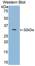 Beta-N-Acetylglucosaminidase Antibody - Western Blot; Sample: Recombinant protein.