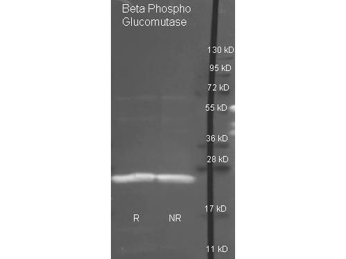 Beta-Phosphoglucomutase Antibody - Goat anti antibody was used to detect purified Beta Phospho Glucomutase under reducing (R) and non-reducing (NR) conditions. Reduced samples of protein contained 4% BME and were boiled for 5 minutes. Samples of ~1ug of protein per lane were run by SDS-PAGE. Protein was transferred to nitrocellulose and probed with 1:3000 dilution of primary antibody. Detection shown was using Dylight 488 conjugated Donkey anti goat. Images were collected using the BioRad VersaDoc System.