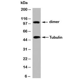 Beta Tubulin Antibody - Western blot testing of mouse samples with beta Tubulin antibody at 2ug/ml.
