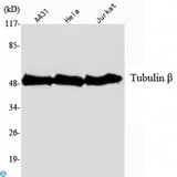Beta Tubulin Antibody - Western Blot (WB) analysis using Tubulin beta Monoclonal Antibody against A431, HeLa, Jurkat cell lysate.
