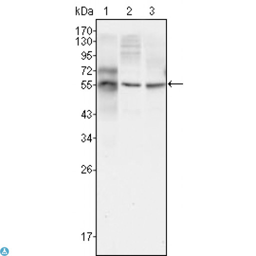 Beta Tubulin Antibody - Western Blot (WB) analysis using Tubulin beta Monoclonal Antibody against HepG2 (1), A549 (2) and HeLa (3) cell lysate.